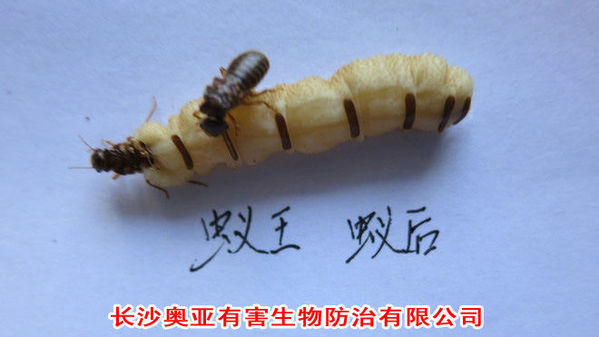 �Lɳ��ρ���ι�˾����ρ��ρ��ρ���ʲô�c��ρ��ͬ